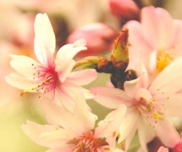 Frühjahrsbotschaft und Ostern